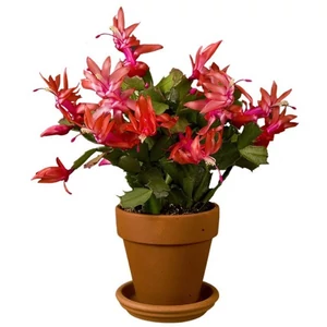 Karácsonyi kaktusz SCHLUMBERGERA     