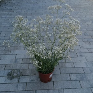 Buglyos fátyolvirág GYPSOPHILA PANICULATA SUMMER SPARKLE CS15
