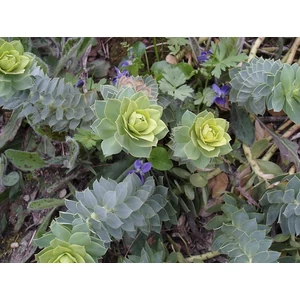 Délszaki kutyatej EUPHORBIA MYRSINITES 11*11
