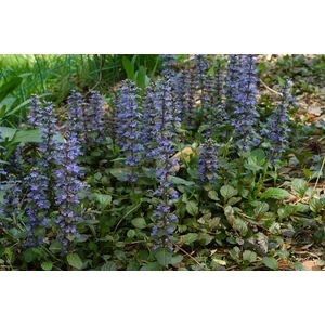 Indás ínfű AJUGA REPTANS BLACK SCALLOP CS15