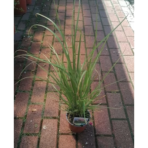 Rózsaszín pampafű CORTADERIA SELLOANA ROSEA CS13
