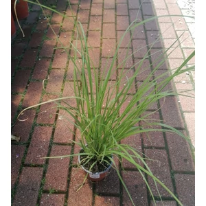 Pampafű CORTADERIA SELLOANA WHITE CS13