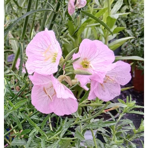 Missouri ligetszépe OENOTHERA SISKIYOU CS14