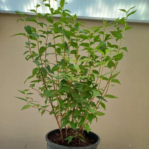 Jezsámen PHILADELPHUS MINNESOTA SNOWFALKE 40/60 K5