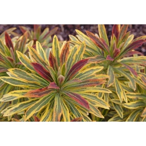 Kutyatej EUPHORBIA AMYGDALOIDES ASCOT RAINBOW CS14 