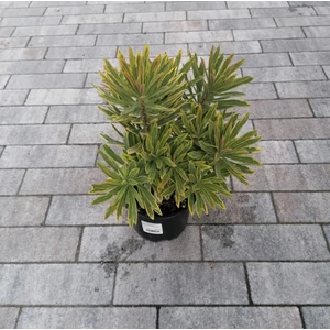 Kutyatej EUPHORBIA AMYGDALOIDES ASCOT RAINBOW CS14 