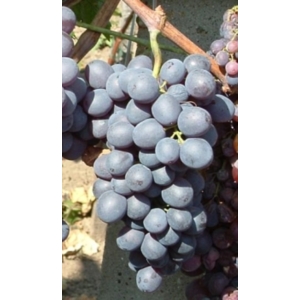 Kismis Moldavszkij magnélküli csemegeszőlő