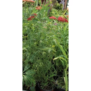 Közönséges cickafark ACHILLEA MILLEFOLIUM SUMMER PASTELS K1,5