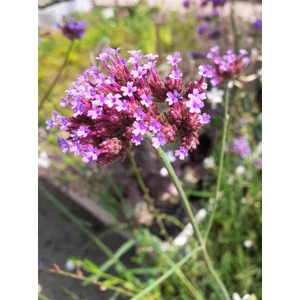 Ernyős verbéna, vasfű VERBENA BONARIENSIS LOLLIPOP CS15