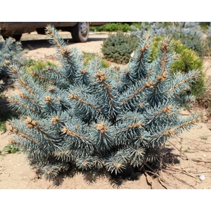 Gömb ezüstfenyő PICEA PUNGENS GLAUCA GLOBOSA 30/40*