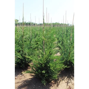 Leyland ciprus CUPRESSOCYPARIS LEYLANDII 125/150*