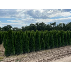Smaragd tuja THUJA OCCIDENTALIS SMARAGD 175/200 2×I NYÍRT*