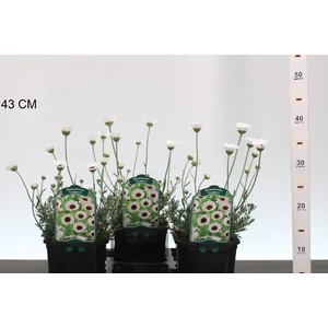 Évelő margaréta RHODANTHEMUM CASABLANCA K2
