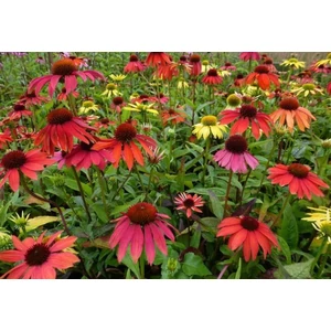 Bíbor kasvirág ECHINACEA PURPUREA COMPACT WHITE CS13