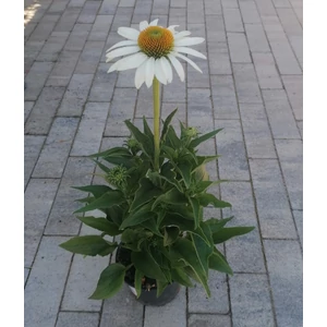 Bíbor kasvirág ECHINACEA PURPUREA COMPACT WHITE CS13