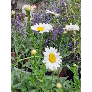 Évelő margaréta LEUCANTHEMUM BECKY CS15