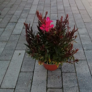 Évelő díszgyertya GAURA LINDHEIMERI CS13    