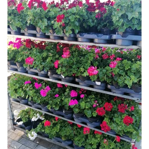 Félfutó muskátli PELARGONIUM PELTATUM HYBRID CS12