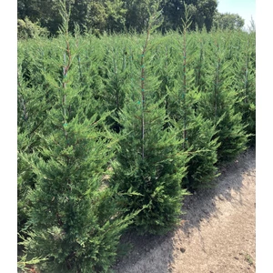 Leyland ciprus CUPRESSOCYPARIS LEYLANDII 200/225 2×I*
