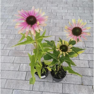 Bíbor kasvirág PURPUREA GREEN TWISTER CS15 