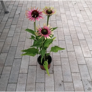 Bíbor kasvirág PURPUREA GREEN TWISTER CS15 