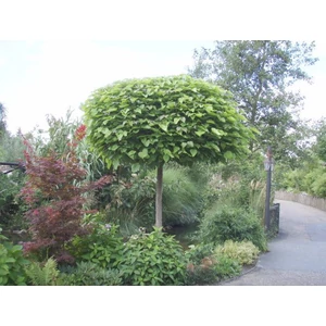 Gömb szivarfa   CATALPA BIGNONIOIDES NANA T200/220 10/12 K35