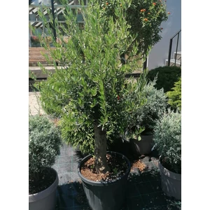 Olajfa OLEA EUROPAEA T1/4 K35/45
