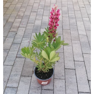 Csillagfürt LUPINUS POLYPHYLLUS CS13