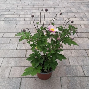 Szellőrózsa ANEMONE HUPEHENSIS PRINCESS PINK CS13
