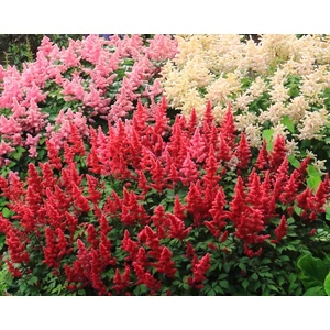 Kerti tollbuga ASTILBE FAJTÁK CS17