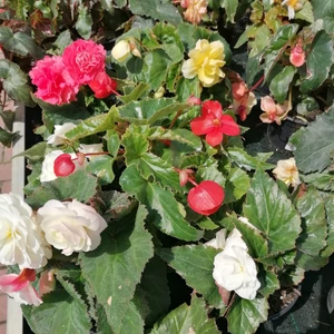Begónia BEGONIA CS12    