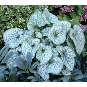Kaukázusi nefelejcs BRUNNERA MACROPHYLLA BLUE OCEAN CS14