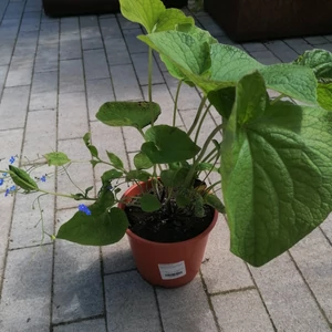Kaukázusi nefelejcs BRUNNERA MACROPHYLLA BLUE OCEAN CS14