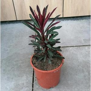 Kutyatej EUPHORBIA MINERS MERLOT CS15