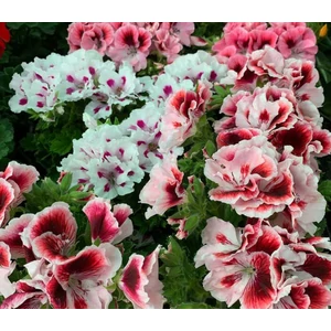 Angol muskátli PELARGONIUM GRANDIFLORUM CS13