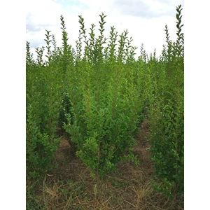 Széleslevelű fagyal LIGUSTRUM OVALIFOLIUM 125/150*