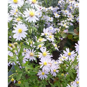 Évelő őszirózsa ASTER CORDIFOLIUS  PHOTOGRAPH CS14