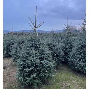 Andalúziai jegenyefenyő ABIES PINSAPO 200/+ K210