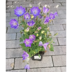 Kárpáti harangvirág CAMPANULA CARPATICA BLUE CS9