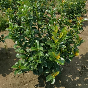 Babérmeggy PRUNUS LAUROCERASUS ANNY 60/80*