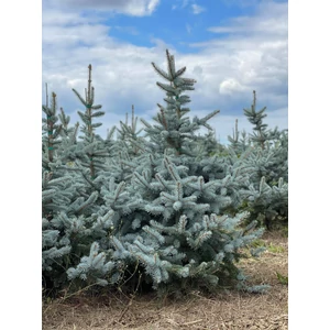 Kék ezüstfenyő PICEA PUNGENS HOOPSII 175/200 3×I*