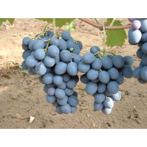 Moldova csemegeszőlő