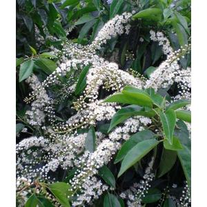 Portugál babérmeggy   PRUNUS LUSITANICA ANGUSTIFOLIA T1/2 40/50 K25