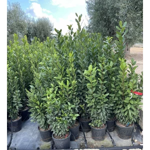 Fűszerbabér LAURUS NOBILIS K10