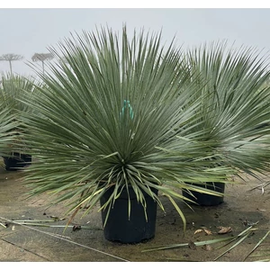 Pálmaliliom  YUCCA ROSTRATA K18