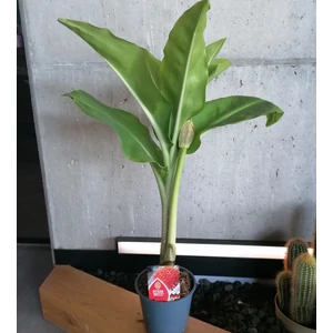 Vérvirág SCADOXUS MULTIFLORUS CS14