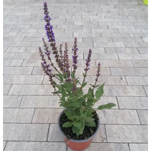 Ligeti zsálya SALVIA NEMOROSA CARRADONNA K1,5