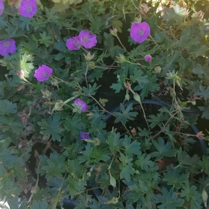 Pirosló gólyaorr GERANIUM SANGUINEUM MAX FREI K1,5
