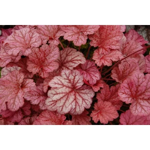 Tűzeső HEUCHERA CS14