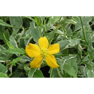 Boglárkacserje KERRIA JAPONICA GOLDEN GUINEA K2